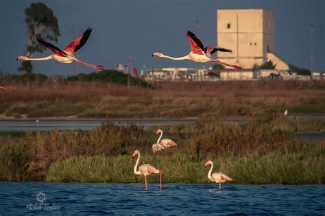 Saline di Margherita di Savoia con fenicotteri rosa