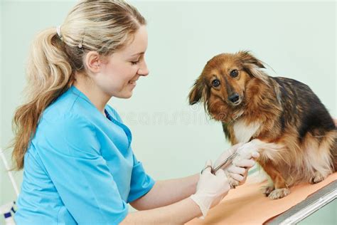 Veterinario che cura un cane