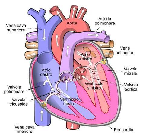 Illustrazione schematica del cuore umano con enfasi sulla sezione interessata da un intervento.