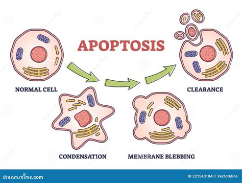 Diagramma del processo di apoptosi cellulare