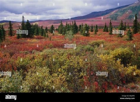 Vista panoramica della fattoria Kilcher in Alaska