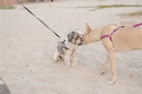 Cane al guinzaglio su una spiaggia
