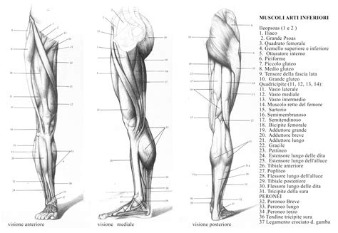 Schema anatomico dell'adduttore