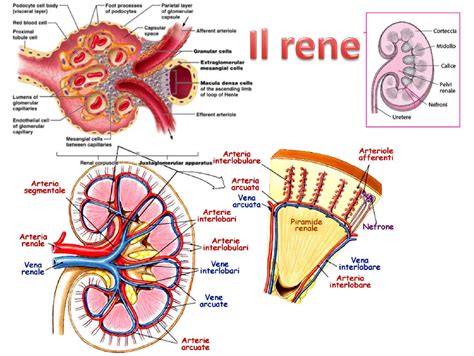 struttura di un rene sano
