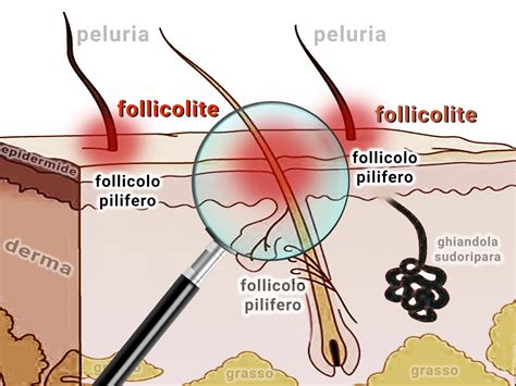 Illustrazione del follicolo pilifero umano