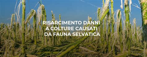 Danni causati dagli storni alle colture agricole