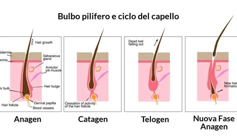 Immagine stilizzata di un bulbo pilifero sano e uno affetto da alopecia