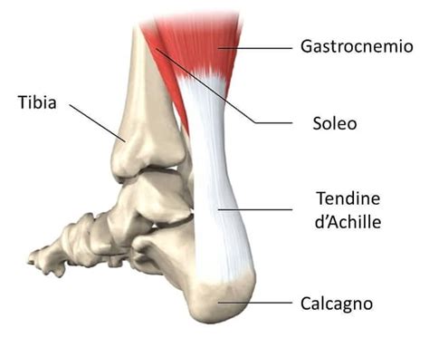 Anatomia del tallone e del tendine d'Achille