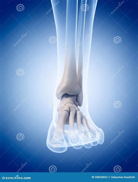 Scheletro umano con evidenziate caviglia e ginocchio