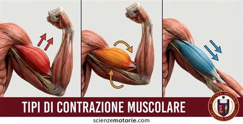 Diagramma semplificato del meccanismo di contrazione e rilassamento muscolare e del rigor mortis