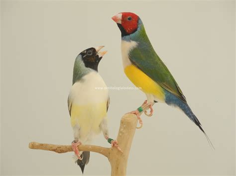 Canarino Diamante di Gould primo classificato