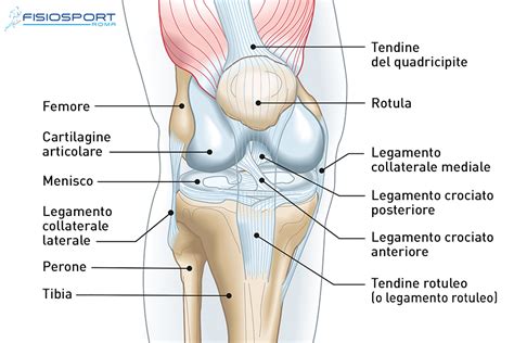 Schema anatomico del ginocchio con legamenti evidenziati