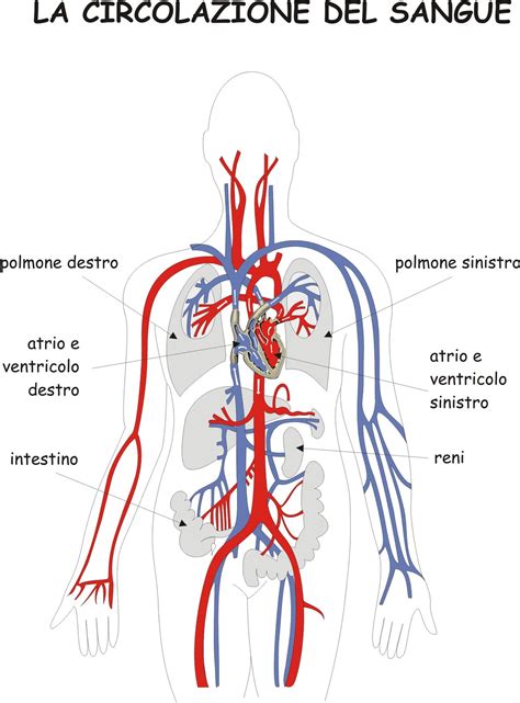 Schema della circolazione arteriosa e venosa del corpo umano
