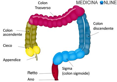 Schema del colon e del retto