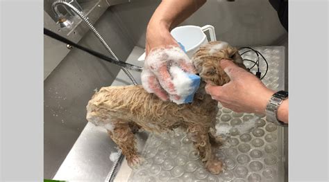 Cane che viene lavato in una stazione self-service