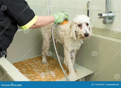Dog groomer che lavora su un cane