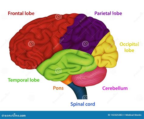 Illustrazione del cervello umano con evidenziate aree colpite da CTE