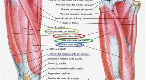 Schema anatomico dei muscoli della coscia e del polpaccio