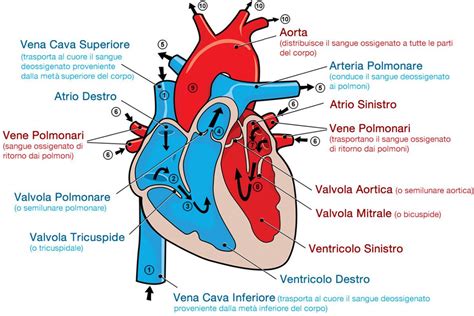 Schema del cuore con evidenziate le principali strutture coinvolte nella morte cardiaca improvvisa
