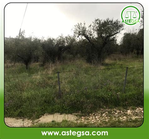 Illustrazione di un terreno agricolo con alberi di ulivo