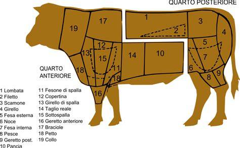 Schema anatomico del taglio della lombata bovina per la bistecca fiorentina