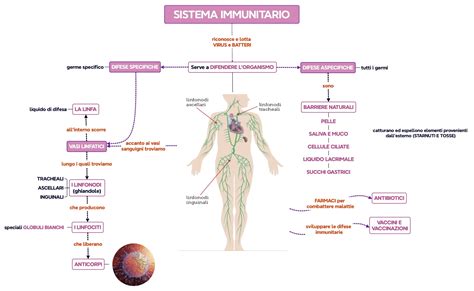Schema del sistema immunitario che reagisce ad un allergene