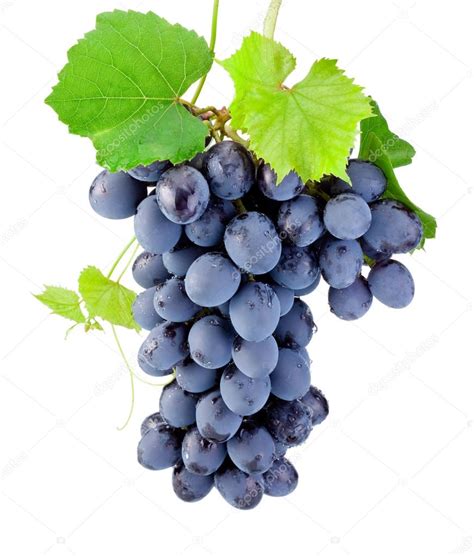 Grappoli di uva Barbera maturi su un tralcio