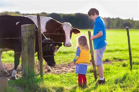 Bambini che accarezzano una mucca in un'azienda agricola