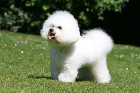 Schema anatomico del Bichon Frisé con le sue proporzioni