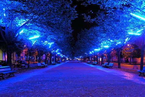 Alberi di tiglio lungo Unter den Linden