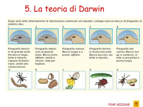 Schema dell'evoluzione della figura arbitrale