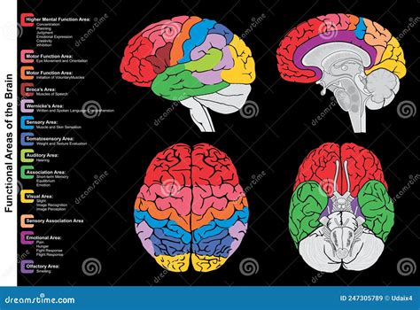 Schema del cervello umano con aree cerebrali