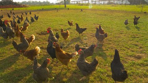 Polli che razzolano liberamente in un pascolo