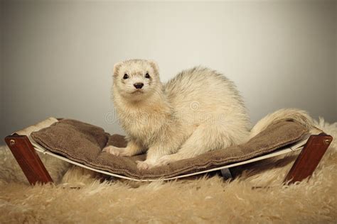 Furetto in posa rilassata