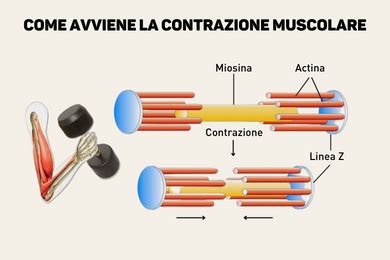 Schema della contrazione muscolare