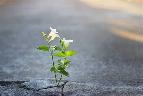 Immagine che simboleggia la speranza e la guarigione