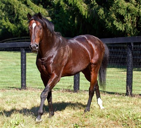 Cavallo Fusaichi Pegasus in corsa